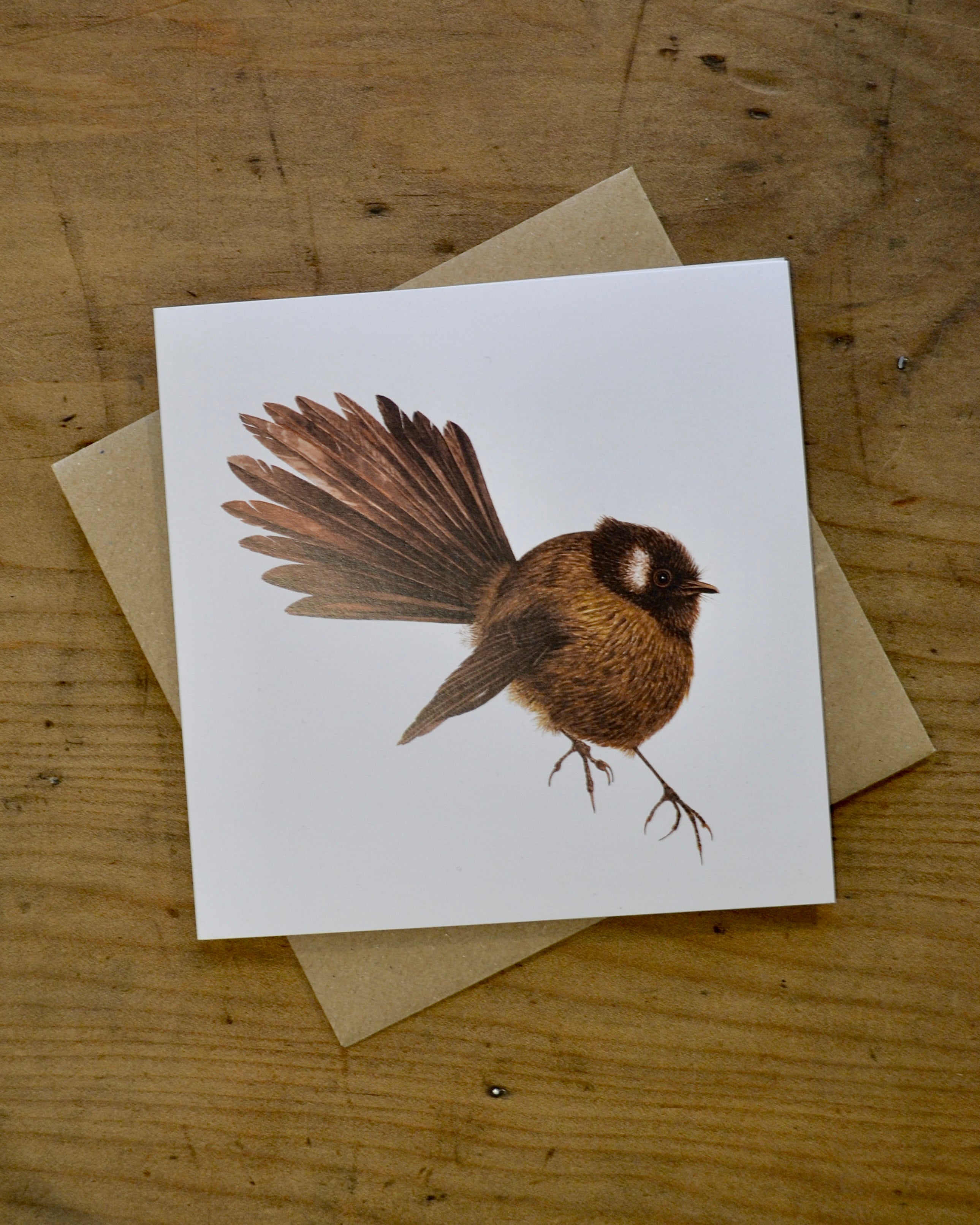 Pīwakawaka / Black Fantail - Helen Taylor